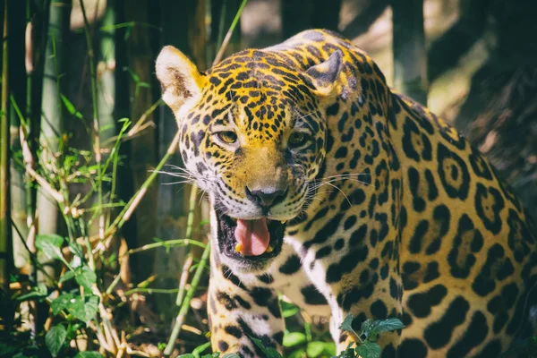 Imagem de uma onça-pintada no fundo da natureza. Animais selvagens . — Fotografia de Stock