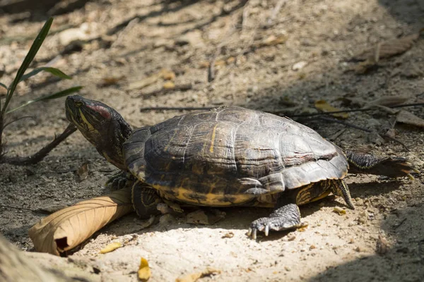 Imagem de uma tartaruga de frango oriental na Tailândia. Animais selvagens . — Fotografia de Stock