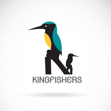 Beyaz zemin üzerinde bir kingfishers (Alcedo şuna) vektör. Bir