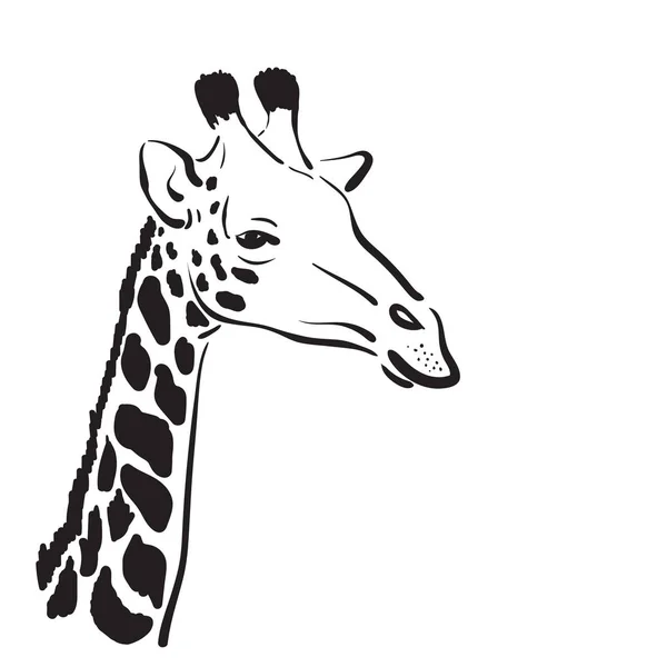 Vecteur d'une tête de girafe sur fond blanc, Animaux sauvages. — Image vectorielle