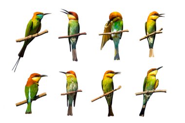 Kuşlar dallarda beyaz arka plan üzerinde grubudur. Kestane başlı 