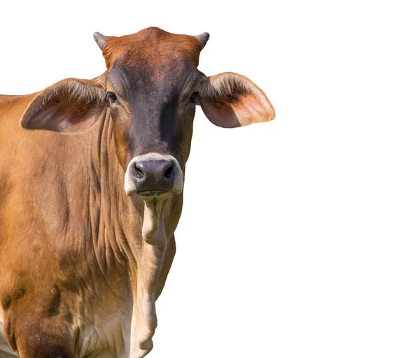 Beyaz arka plan üzerinde kahverengi inek görüntüsü. Çiftlik hayvanı. — Stok fotoğraf