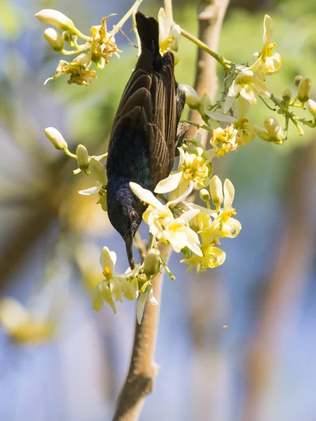 Obraz ptaka (fioletowy sunbird). Dzikie zwierzęta. — Zdjęcie stockowe