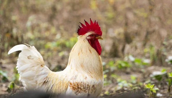 Gambar ayam di latar belakang alam. Peternakan hewan . — Stok Foto