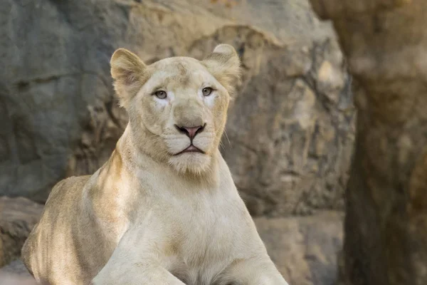 Imagem de um leão fêmea no fundo da natureza. Animais selvagens . — Fotografia de Stock