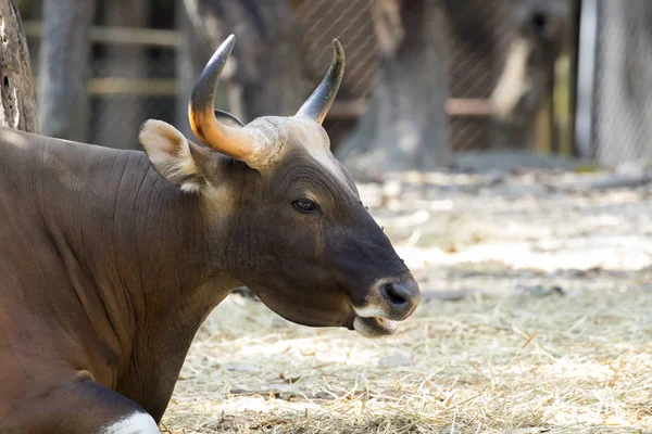 Imagen de un toro marrón sobre fondo natural. animales salvajes . — Foto de Stock