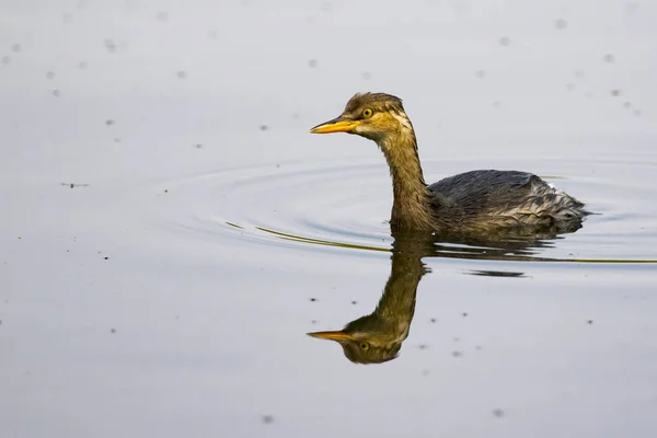 Image of little teal (Dabbling duck) Wild Animals. — Stock Photo, Image