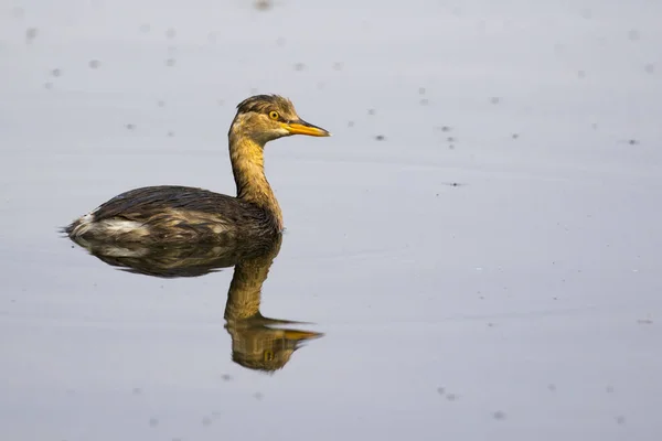 Imagen de poco verde azulado (pato salteador) Animales salvajes . —  Fotos de Stock