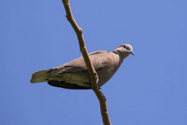 Het beeld van een duif zat op een boomtak. Wilde dieren. — Stockfoto