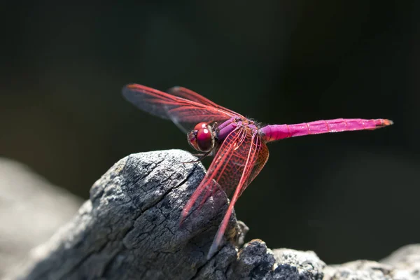 Bild einer Libelle, die auf einem Ast in der Natur thront — Stockfoto