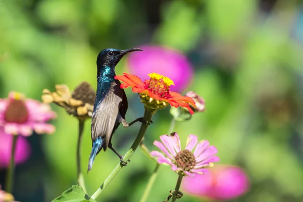 새 (보라색 sunbird)의 이미지는 꽃에 앉 았다. 야생 동물 — 스톡 사진