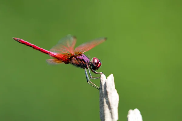 Imagen de libélula posada sobre una rama de árbol sobre fondo natural — Foto de Stock