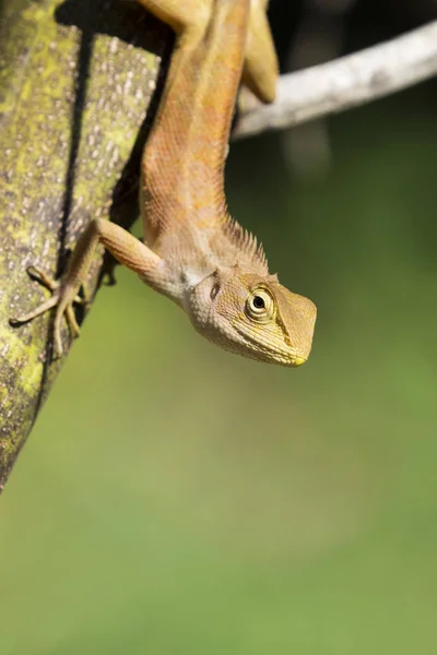 Imagen de camaleón sobre fondo natural. Reptiles —  Fotos de Stock