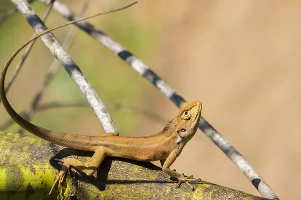 Imagem de camaleão no fundo da natureza. Réptil — Fotografia de Stock