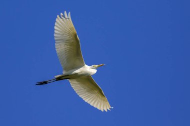 Gökyüzünde uçan ak balıkçıl görüntüsü. Heron. Vahşi hayvanlar.