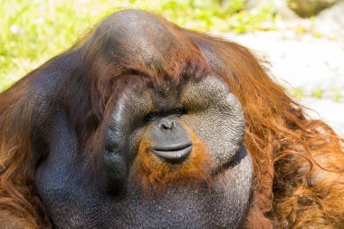 Büyük erkek orangutan turuncu maymun görüntüsü. Vahşi hayvanlar.