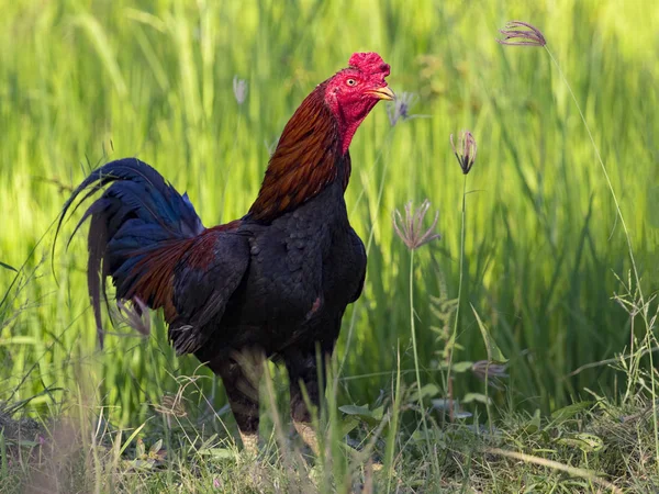 Kép a kakas a zöld mezőben. Haszonállatok. — Stock Fotó