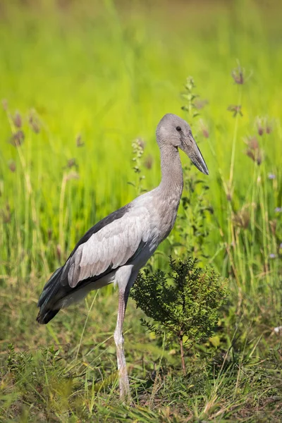 Image of Asian openbill stork on natural background. Wild Animal — Stock Photo, Image