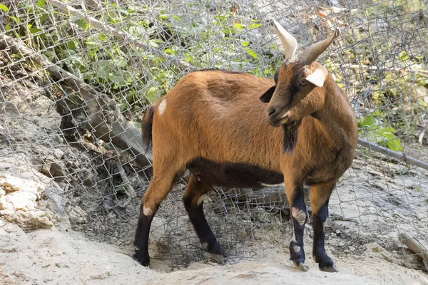 Immagine di una capra bruna su sfondo naturale. Animali da fattoria . — Foto Stock