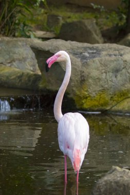 Bir flamingo üzerinde Tayland doğa arka plan görüntüsü. Vahşi hayvan