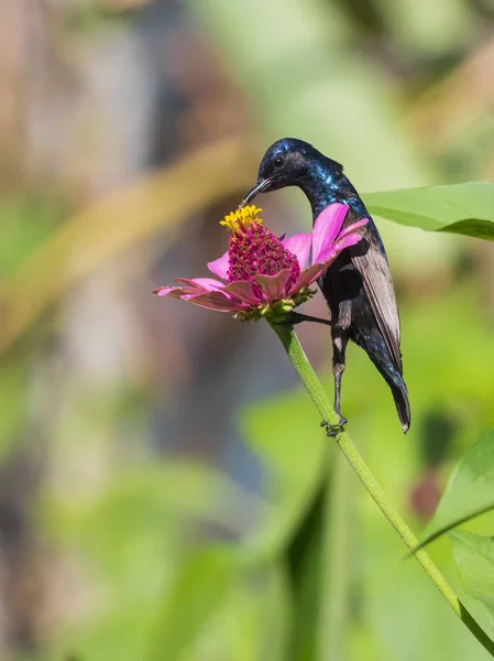 Imagem de um pássaro (sunbird roxo). Animais selvagens . — Fotografia de Stock