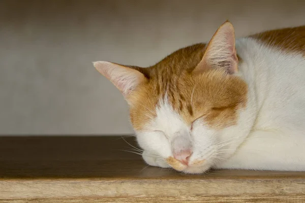 Bilden av en härlig katt. Sällskapsdjuret. — Stockfoto