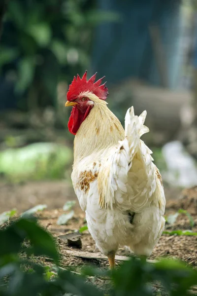 Imagen de un pollo sobre fondo natural. Animales de granja . —  Fotos de Stock