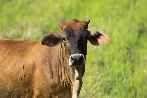 Görüntü doğa arka plan üzerinde kahverengi inek. Çiftlik hayvanı. — Stok fotoğraf