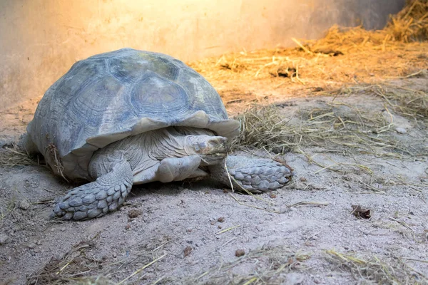 Bild einer Schildkröte auf dem Boden. (geochelone sulcata) Reptil. — Stockfoto