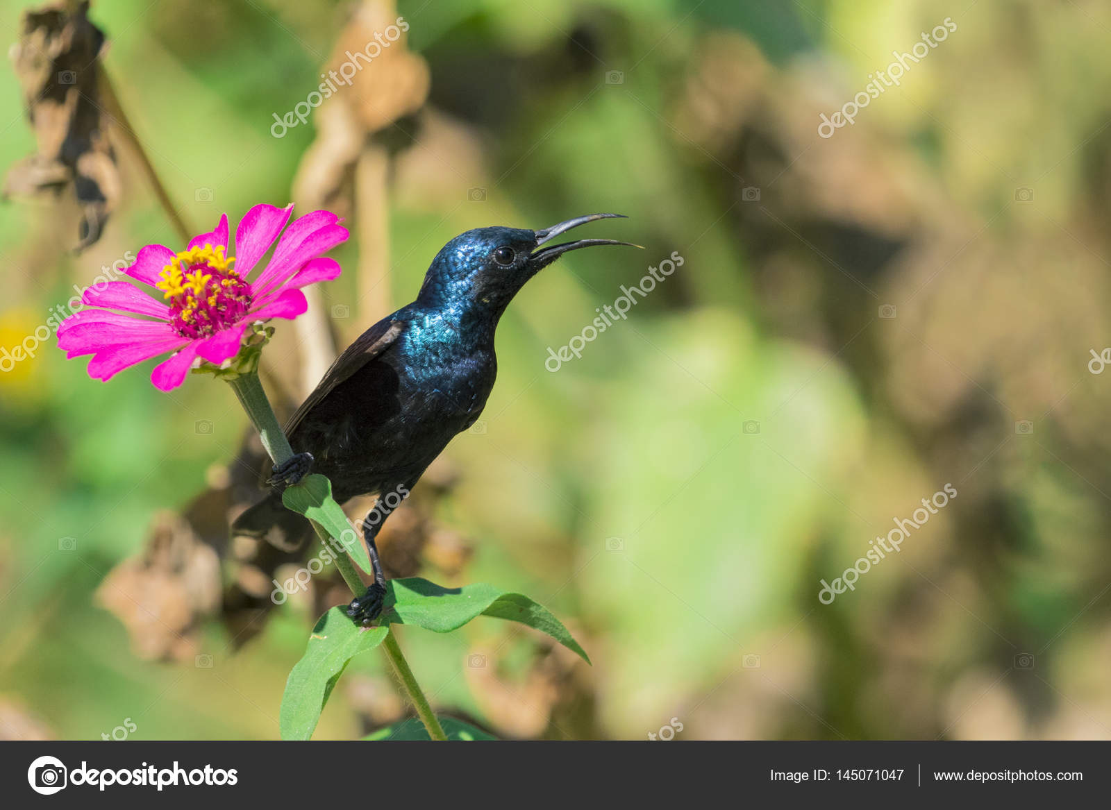 Birds Purple Rumped Sunbird Scientific Name Leptocoma Zeylonica Small Bird  Endemic For The Indian Subcontinent Feeding With Nectar Sometimes Taking  Insects  Wallpapers13com