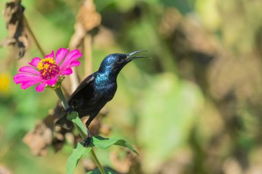 Bir kuş (mor sunbird) görüntüsü. Vahşi hayvanlar.