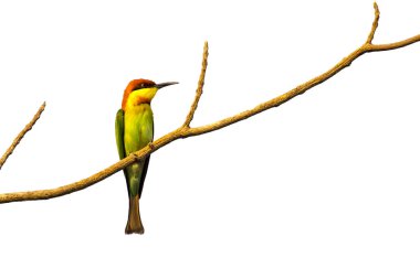 kuşlar dallarda beyaz arka plan üzerinde görüntü. Kestane başlı 