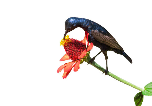 Image of a bird (purple sunbird) on white background. wild anima