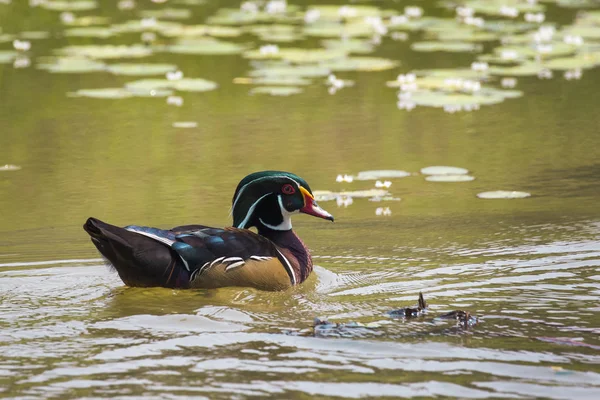 Imagen de un pato de madera en el agua. Animales salvajes . —  Fotos de Stock