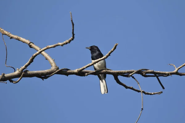 Obraz z ptaków, siedzący na gałęzi. — Zdjęcie stockowe