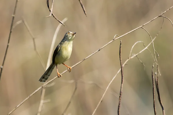 Image d'oiseaux sur la branche. Animaux sauvages. Prinia marron (Prinia — Photo