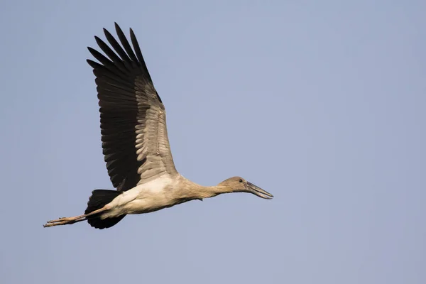 Imagen de cigüeña asiática volando en el cielo. Animales salvajes . — Foto de Stock