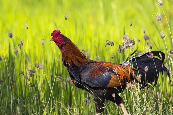 Imagen del gallo en el campo verde. Animales de granja . —  Fotos de Stock