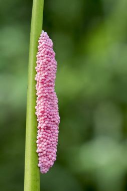 Görüntü altın elma salyangoz doğa arka plan üzerinde yumurta.