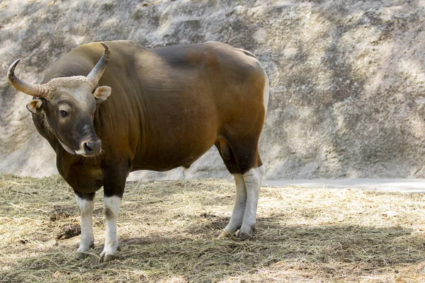 Imagen de un macho toro rojo sobre fondo natural. animales salvajes . — Foto de Stock