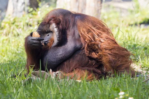 Image of a big male orangutan orange monkey on the grass. Wild A — Stock Photo, Image