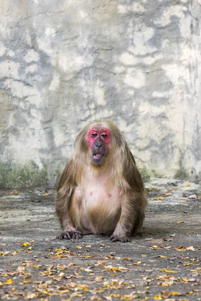 Imagen de un mono sobre fondo natural. Animales salvajes. (Stump-tai —  Fotos de Stock