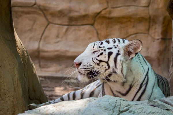 Imagem de um tigre branco no fundo da natureza. Animais selvagens . — Fotografia de Stock