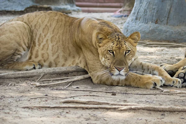 Obrázek liger na pozadí přírody. Divoká zvířata. — Stock fotografie
