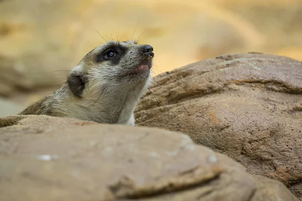 Immagine di un suricato o suricato su sfondo naturale. Animali selvatici — Foto Stock