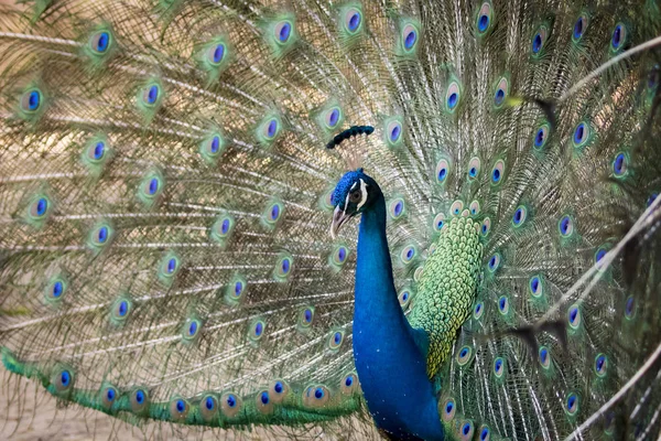 Изображение павлина, показывающего свои красивые перья. дикие животные . — стоковое фото