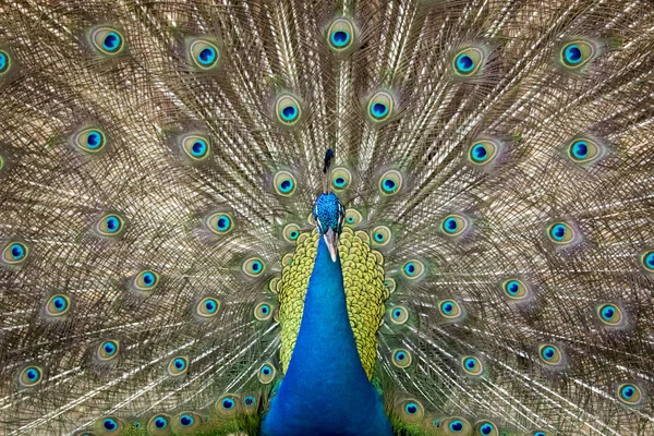 图像的显示其美丽的羽毛的孔雀。野生动物. — 图库照片