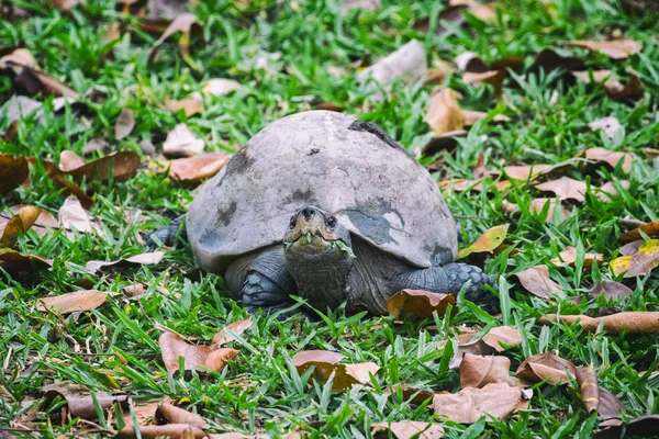 Imagem de uma tartaruga na relva. Anfíbios . — Fotografia de Stock