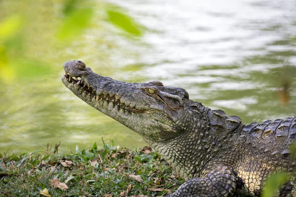 Obrázek krokodýla na trávě. Plaz zvířata. — Stock fotografie