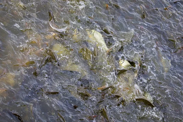 Image of a fish herd in the water(Java barb, Silver barb). Aquat — Stock Photo, Image